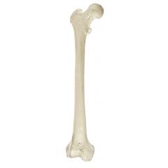 Oberschenkelknochen (Femur), von SOMSO® (QS 19/1), nach der Natur modelliert, aus SOMSO-Plast®