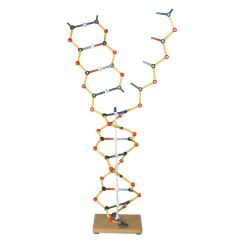 DNA-Replikationsmodell, Orbit™-Bausatz www.laborplan.eu