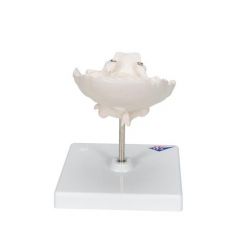 Atlas und Axis Modell, mit Hinterhauptschuppe, auf Stativ - 3B Smart Anatomy, 3B Scientific (1000142 [A71/5])