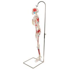 Mini Skelett Modell "Shorty", Höhe ca. 94 cm, mit Muskelbemalung und 3-teiligem Schädel, auf Hängestativ - 3B Smart Anatomy, 3B Scientific (1000045 [A18/6])