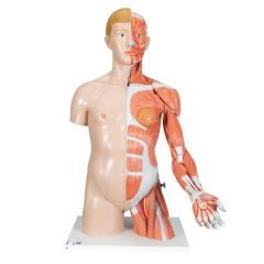 Luxus Torso Modell, mit weiblichen & männlichen Geschlechtsorganen und mit Muskelarm, 33-teilig - 3B Smart Anatomy, 3B Scientific (1000205 [B42])