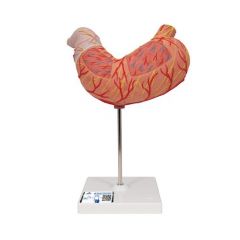 Magenmodell, 2-teilig - 3B Smart Anatomy, 3B Scientific (1000302 [K15])