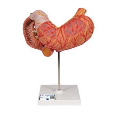 Magenmodell, 3-teilig - 3B Smart Anatomy, 3B Scientific (1000303 [K16])
