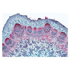 LIEDER Mikropräparat Helianthus, Sonnenblume, Stamm einer zweikeimblättrigen Pflanze, quer. Kreisförmig angeordnete Gefäßbündel (520c)