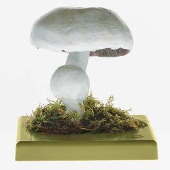 Schafchampignon, Anisegerling, von SOMSO® (BoS 44), Agaricus arvensis SCHFF. ex FR., eßbar, aus SOMSO-Plast®