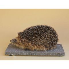 Stopfpräparat Igel