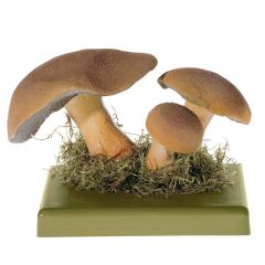 Sandröhrling von SOMSO® (BoS 47), Suillus variegatus (SWARTZ ex FR.) O. KTZE., eßbar, aus SOMSO-Plast®