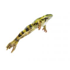 Springender Wasserfrosch männlich (rana kl. esculenta), von SOMSO® (ZoS 1023/2), in natürlicher Größe, aus SOMSO-Plast®