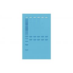 DNA-Amplifikation mittels PCR, Klassensatz