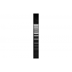 DNA-Längenmarker 100 Bp, 25 µg lyophilisiert, 2. Gefäß 250 µl Gelladepuffer, Bromphenolblau