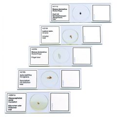 Mikropräparate Satz, mit 100 Mikropräparaten ihrer Wahl, speziell für den Biologieunterricht  www.laborplan.eu