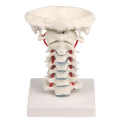 Halswirbelsäule mit Stativ, mit Stativ, Erler & Zimmer (4073)