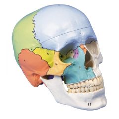 Didaktischer Schädel, 3-teilig, Erler & Zimmer (EZ 4508)