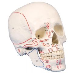 Schädelmodell, anatomisches Modell menschlicher Schädel, 3-teilig, natürliche Größe, mit Muskelmarkierungen, digitales anatomisches Modell mit Augmented Anatomy www.laborplan.eu