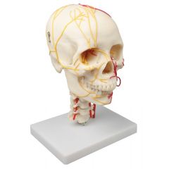 Neurovasculärer Schädel, Erler & Zimmer (EZ 4516)