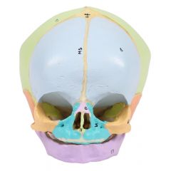 Didaktischer Fetusschädel, 38. Woche, Erler & Zimmer (EZ 4518)