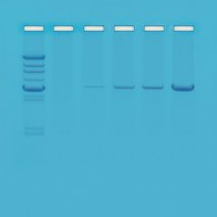 Polymerasekettenreaktion (PCR) - eine Einführung, Klassensatz