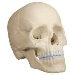 Osteopathie-Schädelmodell, 22-teilig, natürliche Größe, anatomische Ausführung, digitales anatomisches Modell mit Augmented Anatomy www.laborplan.eu