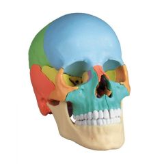 Osteopathie-Schädelmodell, 22-teilig, didaktische Ausführung - EZ Augmented Anatomy, Erler & Zimmer (EZ 4708)