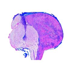 LIEDER Multimediapaket SMD-01, Allgemeinwissen Mikroskopie