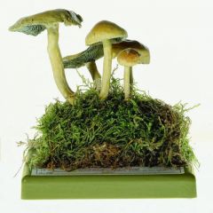 Grünblättriger Schwefelkopf, von SOMSO® (Bo 75), Hypholoma fasciculare (HUDS. ex FR.) KUMM, giftig, aus SOMSO-Plast®