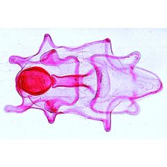 LIEDER Zoologie, Einzeldarstellungen, Stachelhäuter, Moostiere, Armfüßer (Echinodermata, Bryozoa, Brachiopoda), 10 Mikropräparate (L 73600)