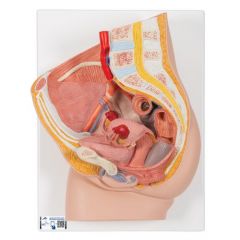 Weibliches Becken Modell, 2-teilig - 3B Smart Anatomy, 3B Scientific (1000281 [H10])
