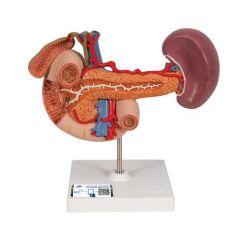 Modell der hinteren Oberbauchorgane - 3B Smart Anatomy, 3B Scientific (1000309 [K22/2])