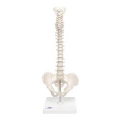 Mini Anatomie Modell Menschliche Wirbelsäule, Höhe ca. 44cm, beweglich und mit Becken, auf Stativ - 3B Smart Anatomy, 1000043 [A18/21], 3B Scientific, Schneider Laborplan, www.laborplan.eu