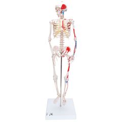 Mini Skelett Modell "Shorty", Höhe ca. 94 cm, mit Muskelbemalung und 3-teiligem Schädel, auf Sockel - 3B Smart Anatomy, §B Scientific, 1000044 [A18/5]
