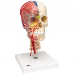 BONElike Schädel Modell, transparent und didaktisch aufbereitet, 7-teilig - 3B Smart Anatomy, 3B Scientific (1000064 [A283])