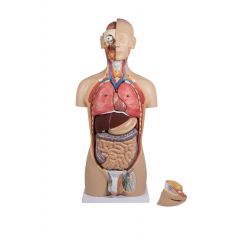 Torso, anatomisches Modell mit geöffnetem Rücken, 27-teilig, zweigeschlechtlich www.laborplan.eu