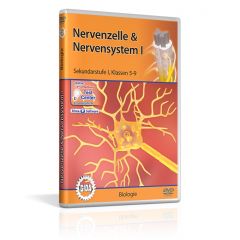 Nervenzelle & Nervensystem I, Film für den Biologieunterricht, GIDA DVD, ca. 32 min, Sekundarstufe I