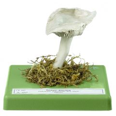 Seidiger Ritterling, von SOMSO® (Bo 100), Tricholoma columbetta (FR.) KUMM., eßbar, aus SOMSO-Plast®