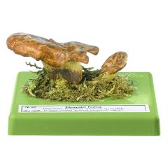 Schuppiger Porling, von SOMSO® (Bo 101), Polyporus squamosus HUDS. ex Fr., in ganz jungem Zustand eßbar, aus SOMSO-Plast®