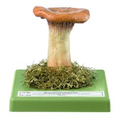 Riesen-Krempentrichterling, von SOMSO® (Bo 103), Aspropaxillus giganteus (SOW. ex FR.) KÜHN. et MRE., eßbar, aus SOMSO-Plast®