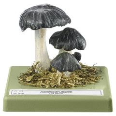 Breitblättriger Holzrübling, von SOMSO® (Bo 104), Megacollybia platyphylla (PERS. ex FR.) KOTL. et POUZ., Hut eßbar, aus SOMSO-Plast®