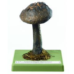 Strubbelkopf, von SOMSO® (Bo 105), Strobilomyces floccopus (VAHL ex FR.) KARST., genießbar, doch nicht besonders schmackhaft, aus SOMSO-Plast®