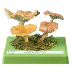 Geriefter Trichterling, von SOMSO® (Bo 107), Clitocybe vibecina (FR.) QUÉL., nach Ricken eßbar, wegen Verwechslungsgefahr jedoch zu meiden, aus SOMSO-Plast®