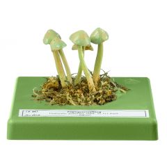 Papagei-grüner Saftling, von SOMSO® (Bo 108), Clitocybe vibecina (FR.) QUÉL., Hygrpcybe psittacina (SCHFF. ex FR.) WÜNSCHE., eßbar, aus SOMSO-Plast®