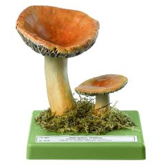 Citronentäubling, von SOMSO® (Bo 109), Russula ochroleuca (PERS. ex SECR.) FR., jung eßbar, aus SOMSO-Plast®