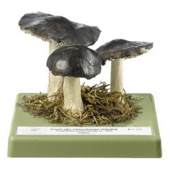 Schwarzfaseriger Ritterling, von SOMSO® (Bo 200), Tricholoma portentosum (FR.) QUÉL, eßbar, aus SOMSO-Plast®