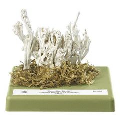 Runzelige Keule, von SOMSO® (Bo 202), Clavaria rugosa BULL. ex FR., eßbar, aus SOMSO-Plast®