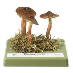 Schuppiger Ritterling, von SOMSO® (Bo 205), Tricholoma imbricatum (FR. ex FR.) KUMM., bedingt eßbar, aus SOMSO-Plast®