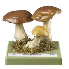 Blaublättriger Schleimfuß, von SOMSO® (Bo 210), Cortinarius delibutus FR., eßbar, aus SOMSO-Plast®