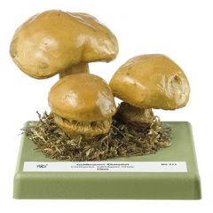 Orange- gelber Klumpfuß, von SOMSO® (Bo 211), Cortinarius subfulgens ORTON., eßbar, aus SOMSO-Plast®