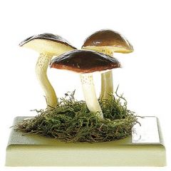 Körnchen-Röhrling, von SOMSO® (Bo 212), Suillus granulatus (L. ex FR.) O. KTZE., eßbar, aus SOMSO-Plast®