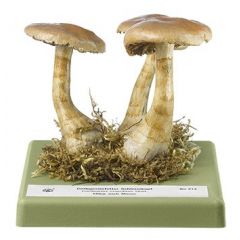 Gelbgestiefelter Schleimkopf, von SOMSO® (Bo 214), Cortinarius crocolitus QUÉL., eßbar nach Moser, aus SOMSO-Plast®