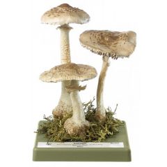 Riesenschirmling Parasol, von SOMSO® (Bo 218), Macrolepiota procera (SCOP. ex FR.) SING., Kümmerform, eßbar, aus SOMSO-Plast®