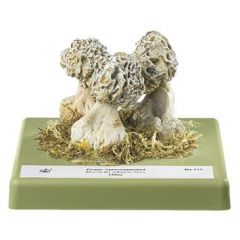 Graue Morchel, von SOMSO® (Bo 219), Morchella vulgaris PERS., eßbar, aus SOMSO-Plast®